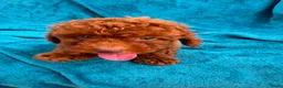 Poedel Toy honden te koop: toy poedel pups rood - Advertentie 6