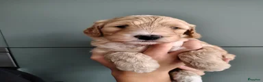 Cockapoo 3
