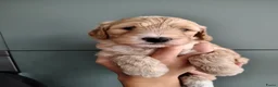 Cockapoo honden te koop: Cockapoo F1b huiselijke kring geteste ouders - Advertentie 14