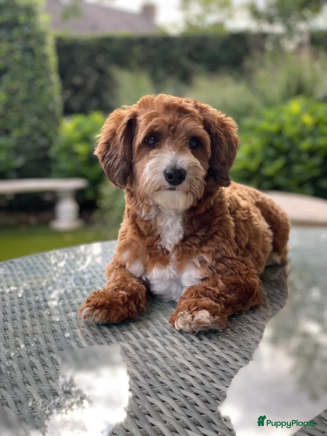 Maltipoo honden ter dekking: Maltipoo dekreutje sjefke - Advertentie 7