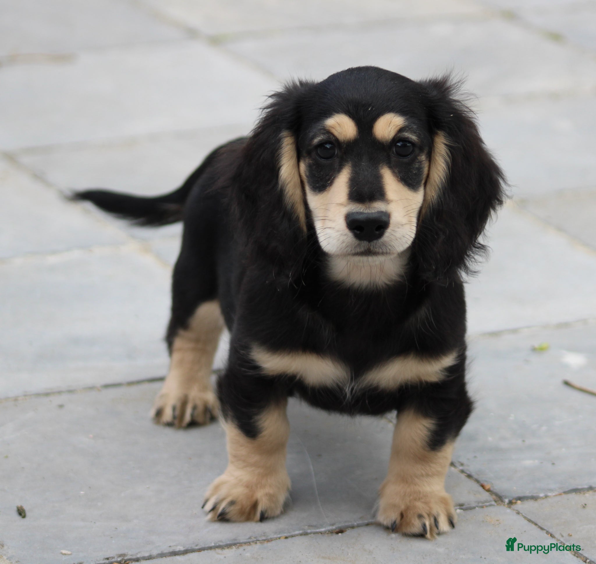 Teckel (langhaar) honden Teckel pup Black & Cream - Advertentie 1
