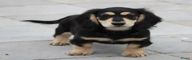 Teckel (langhaar) Puppy 2