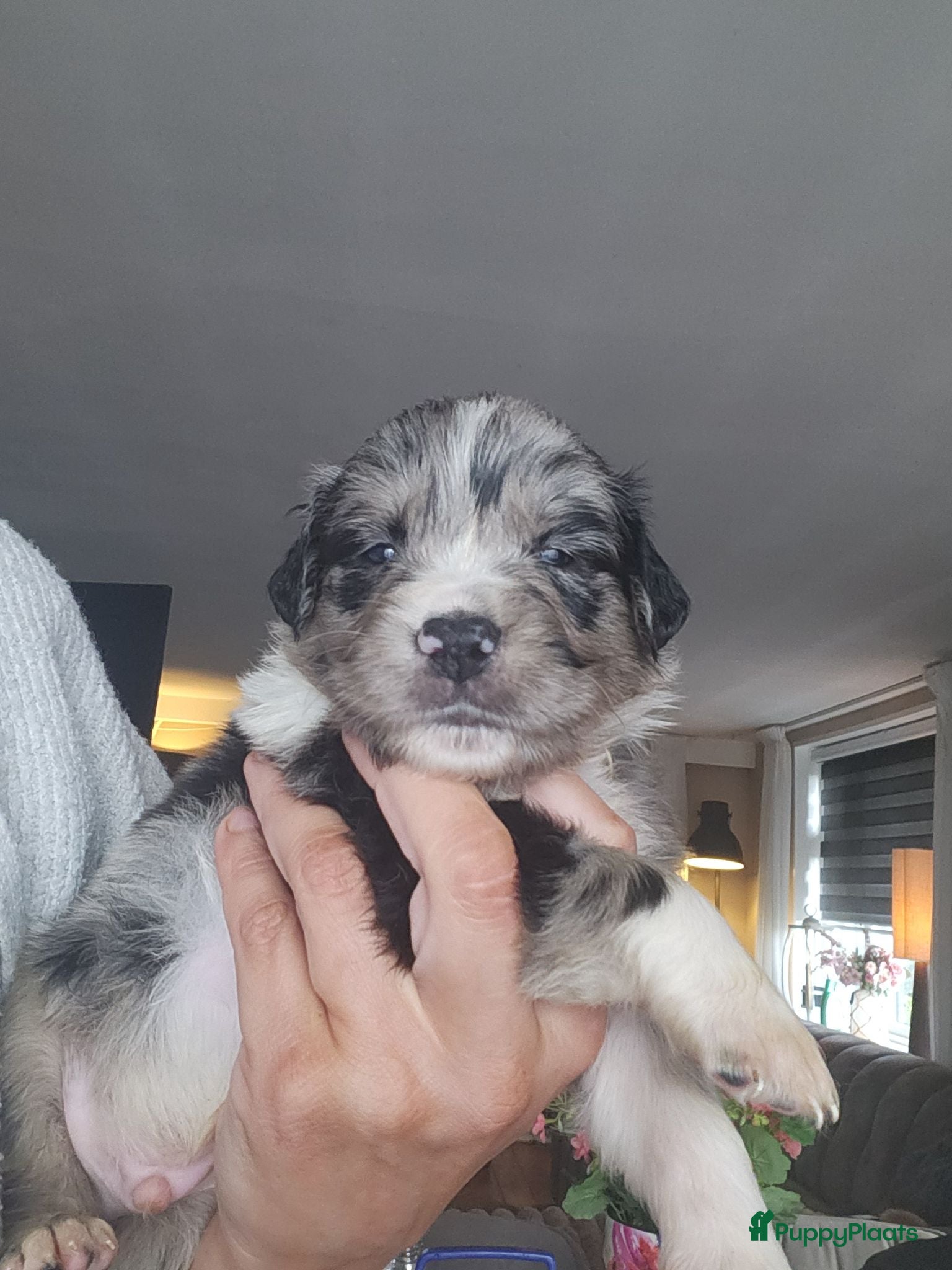 Kruising honden Mooie golden aussie pups - Advertentie 1