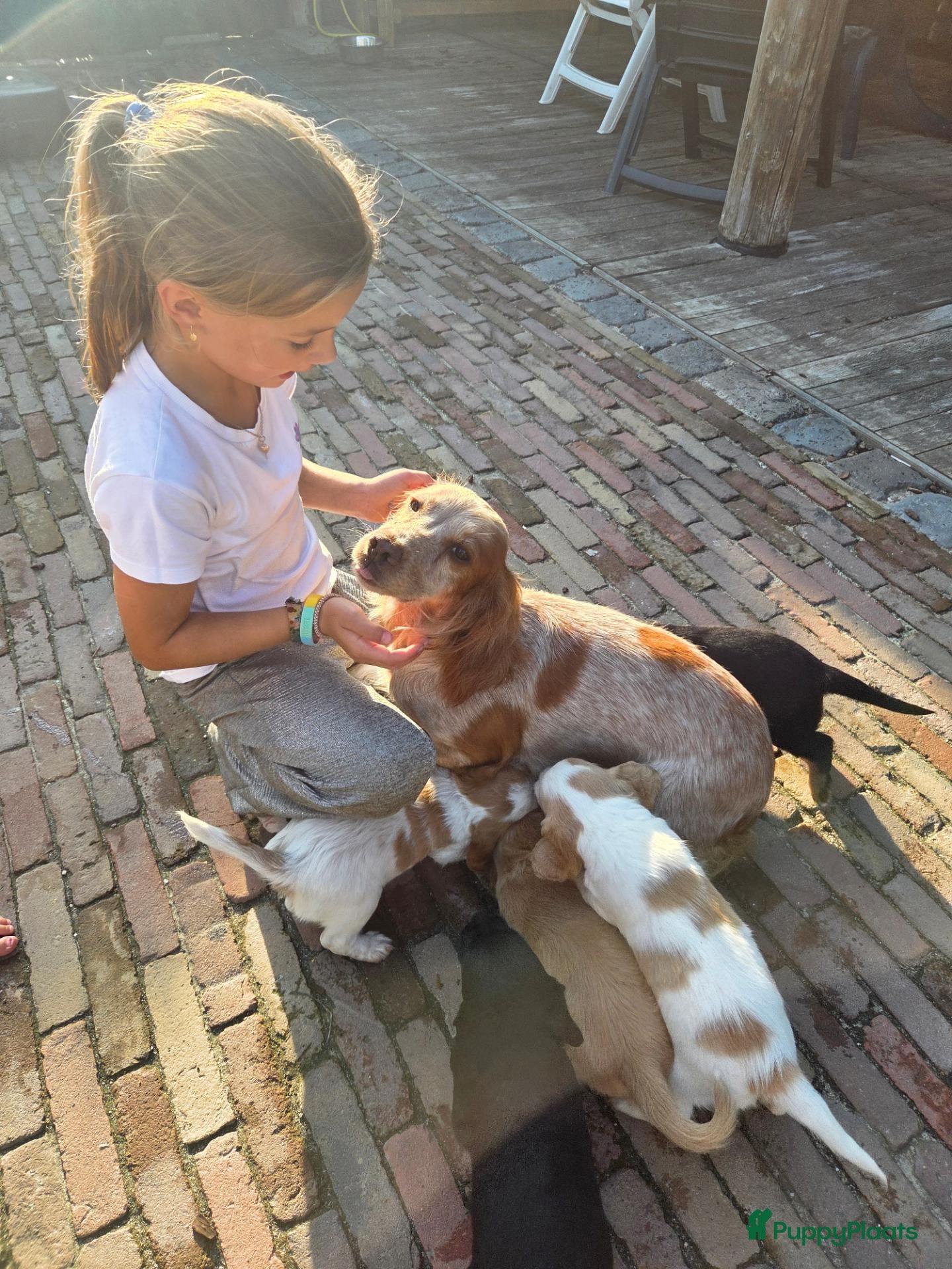 Engelse Cocker Spaniel honden Workingcocker spaniel pups te koop - Advertentie 2