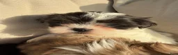 Kruising honden te koop: Prachtige boomer pups  - Advertentie 10