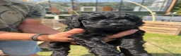 Labradoodle honden te koop: Medium labradoodel in Kwintsheul - Advertentie 2
