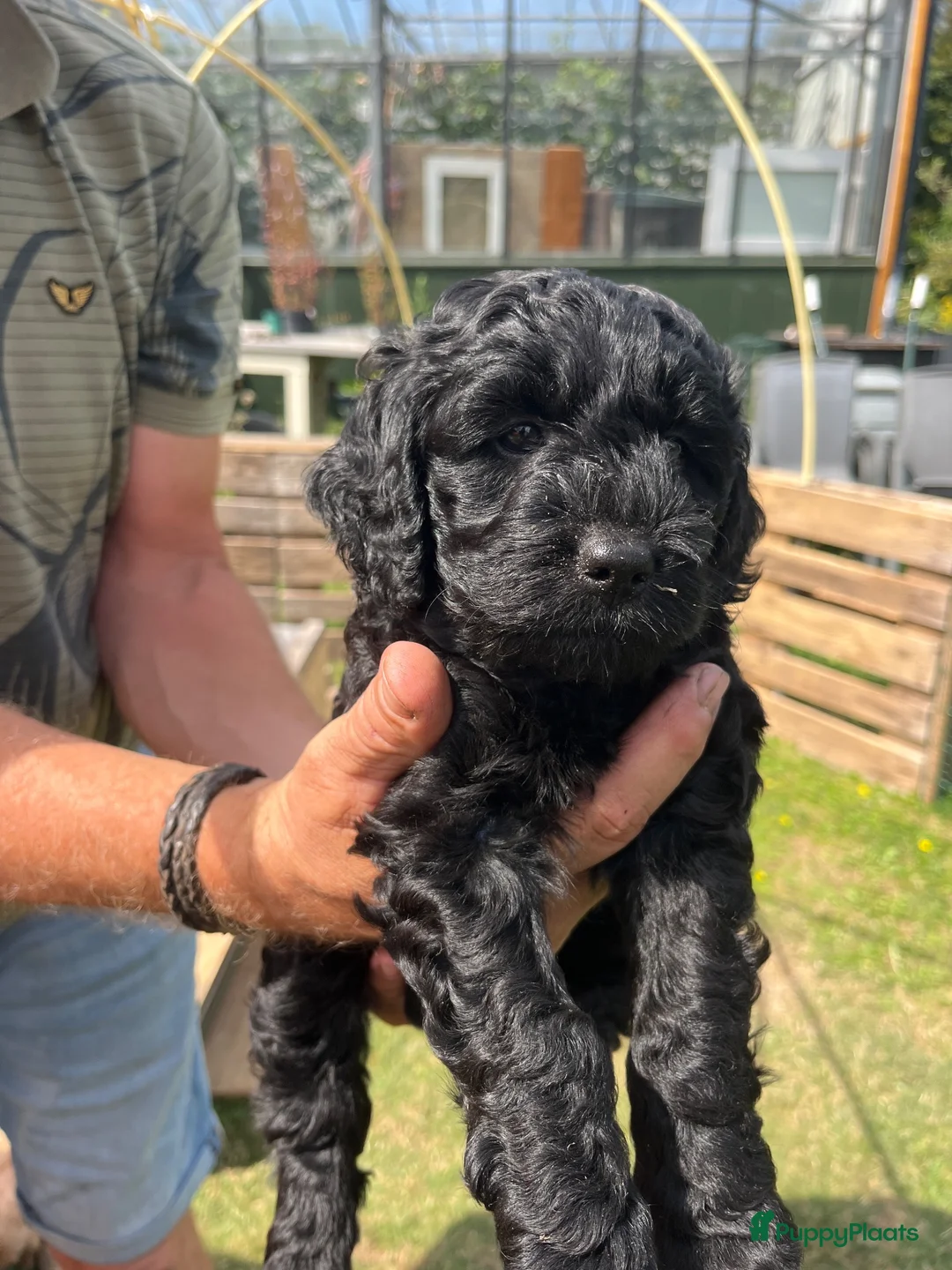 Labradoodle honden te koop: Medium labradoodel in Kwintsheul - Advertentie 2