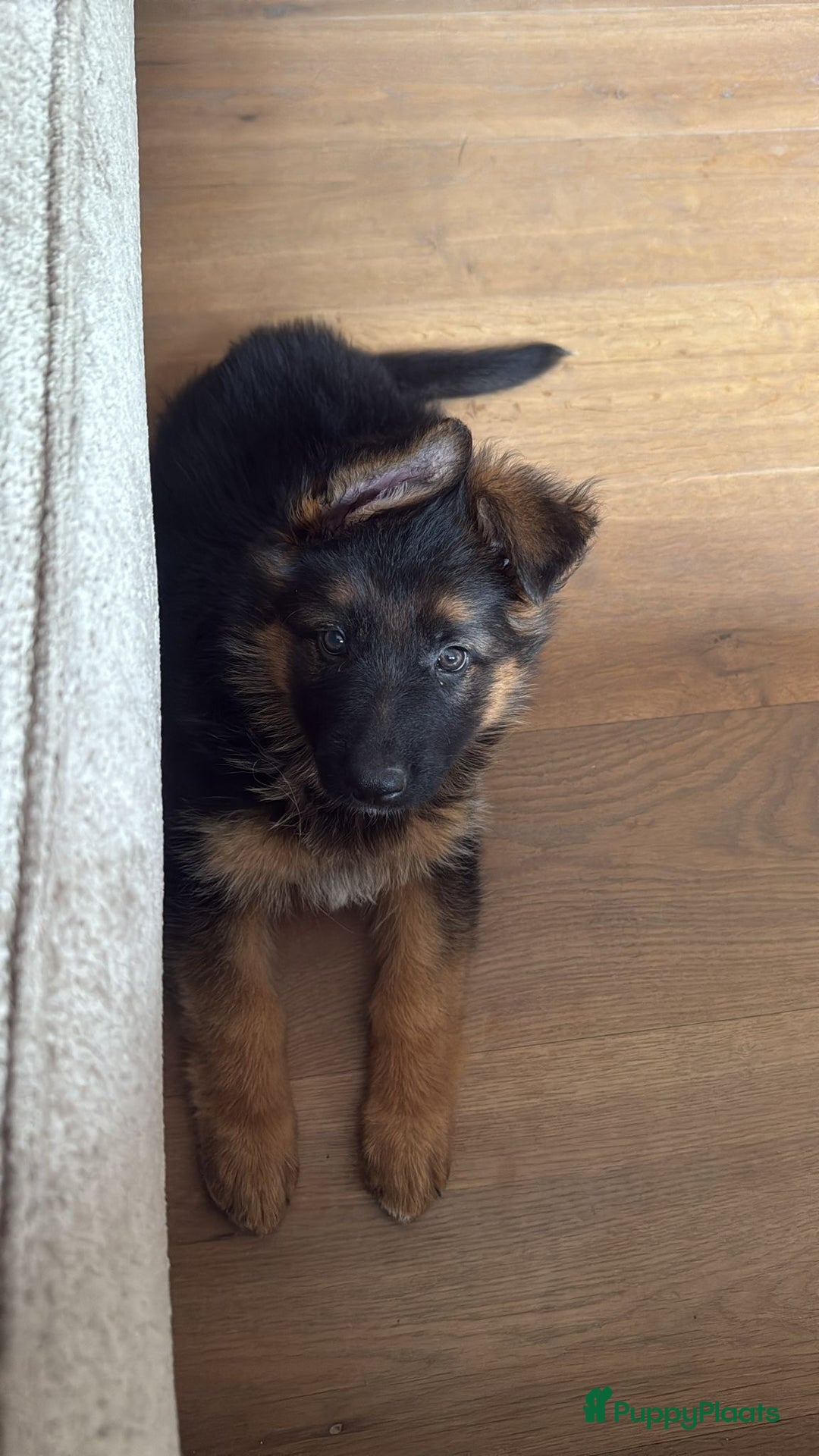 Duitse Herder honden te koop: Prachtige langharige Duitse herder met rechte rug - Afbeelding 24