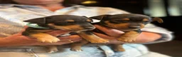 Jack Russel Terriër honden te koop: Jack Russel pups - Advertentie 10