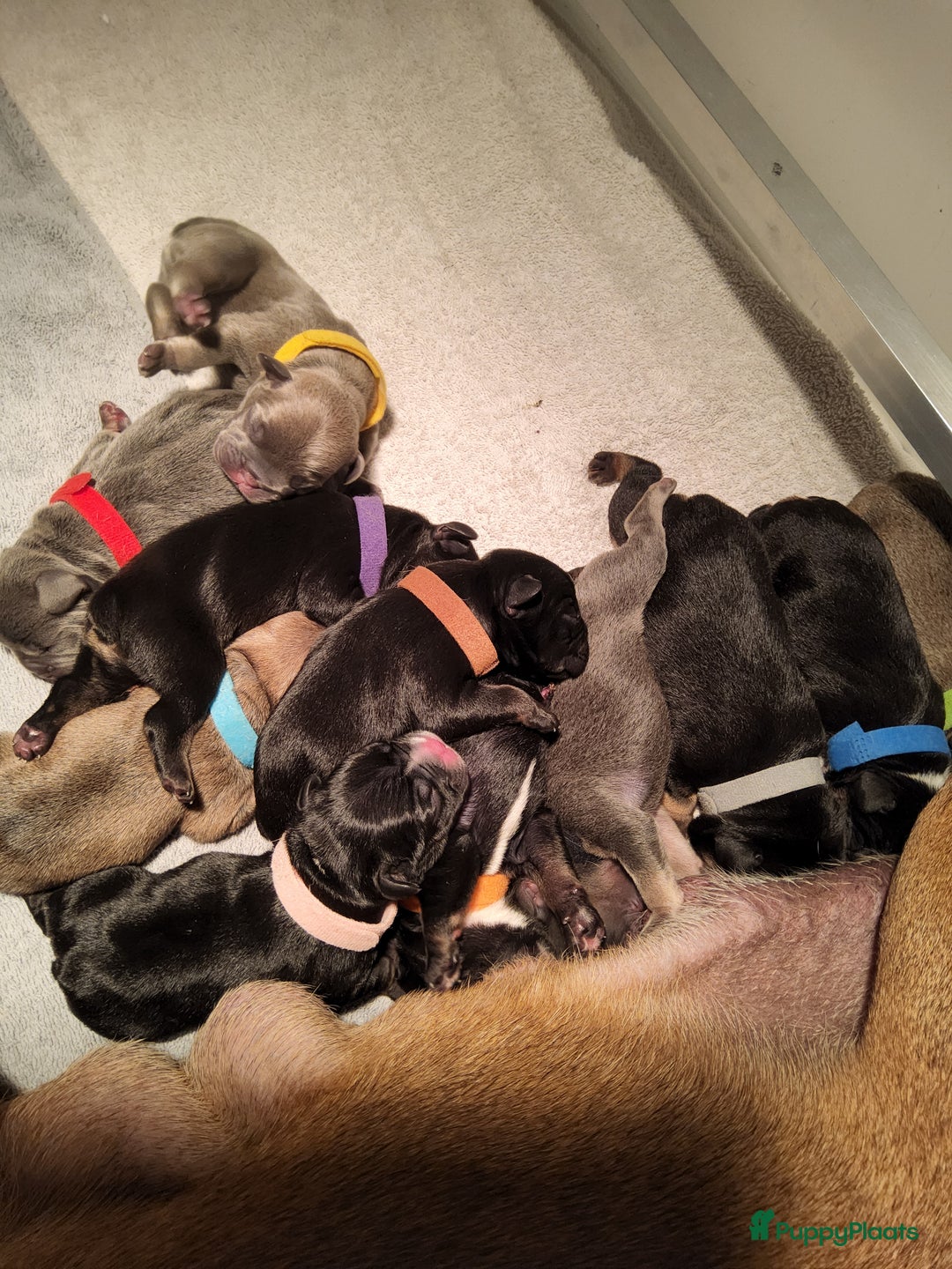 Franse Bulldog honden te koop: Fr bulldog puppy's uit geteste ouders - Advertentie 35