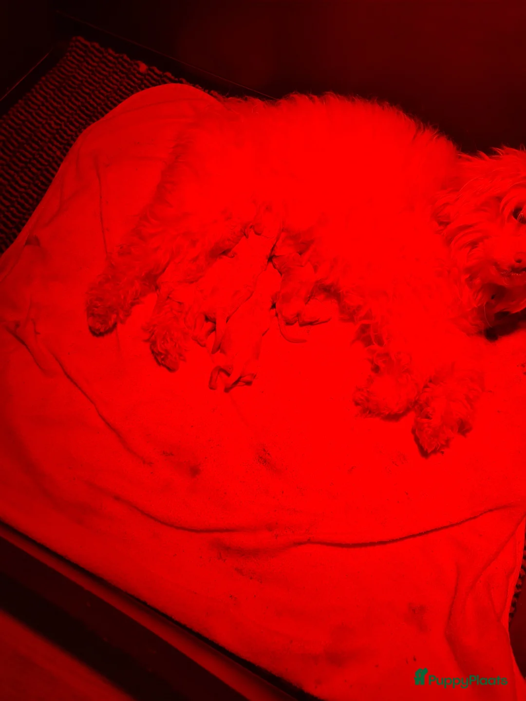 Poedel Toy honden te koop: Te koop mooi kleine toypoedelpupjes in Lelystad - Advertentie 7