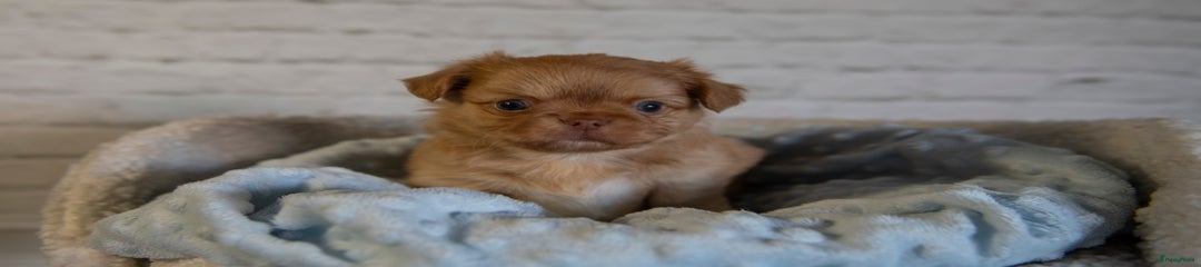 Chihuahua Puppy 2