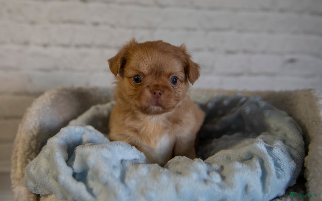 Chihuahua honden te koop: Chihuahua langhaar pupjes - Afbeelding 5