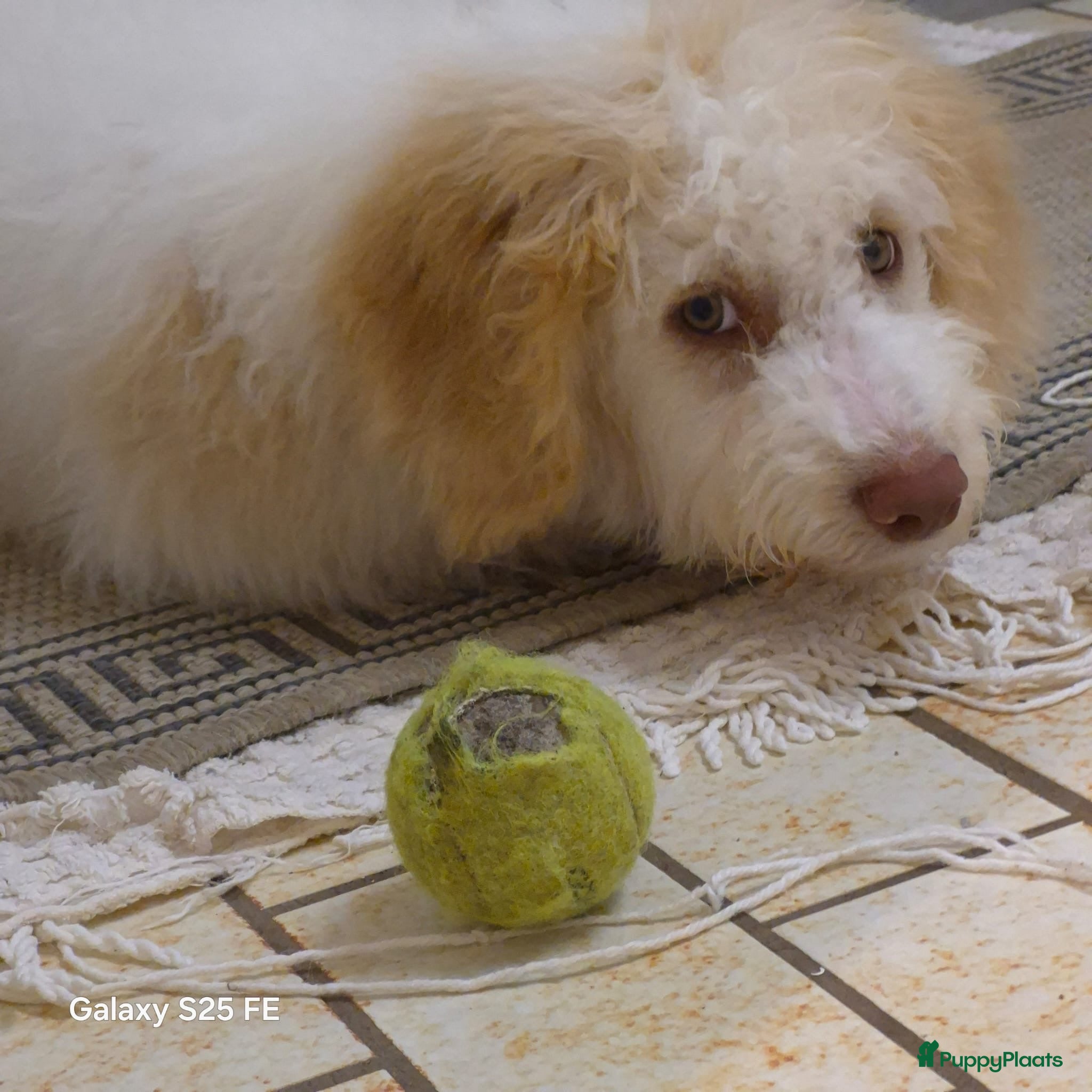 Lagotto Romagnolo honden Italiaanse waterhond Lagotto Romagnolo - Advertentie 1