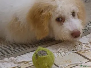 Lagotto Romagnolo honden Italiaanse waterhond Lagotto Romagnolo - Advertentie 10