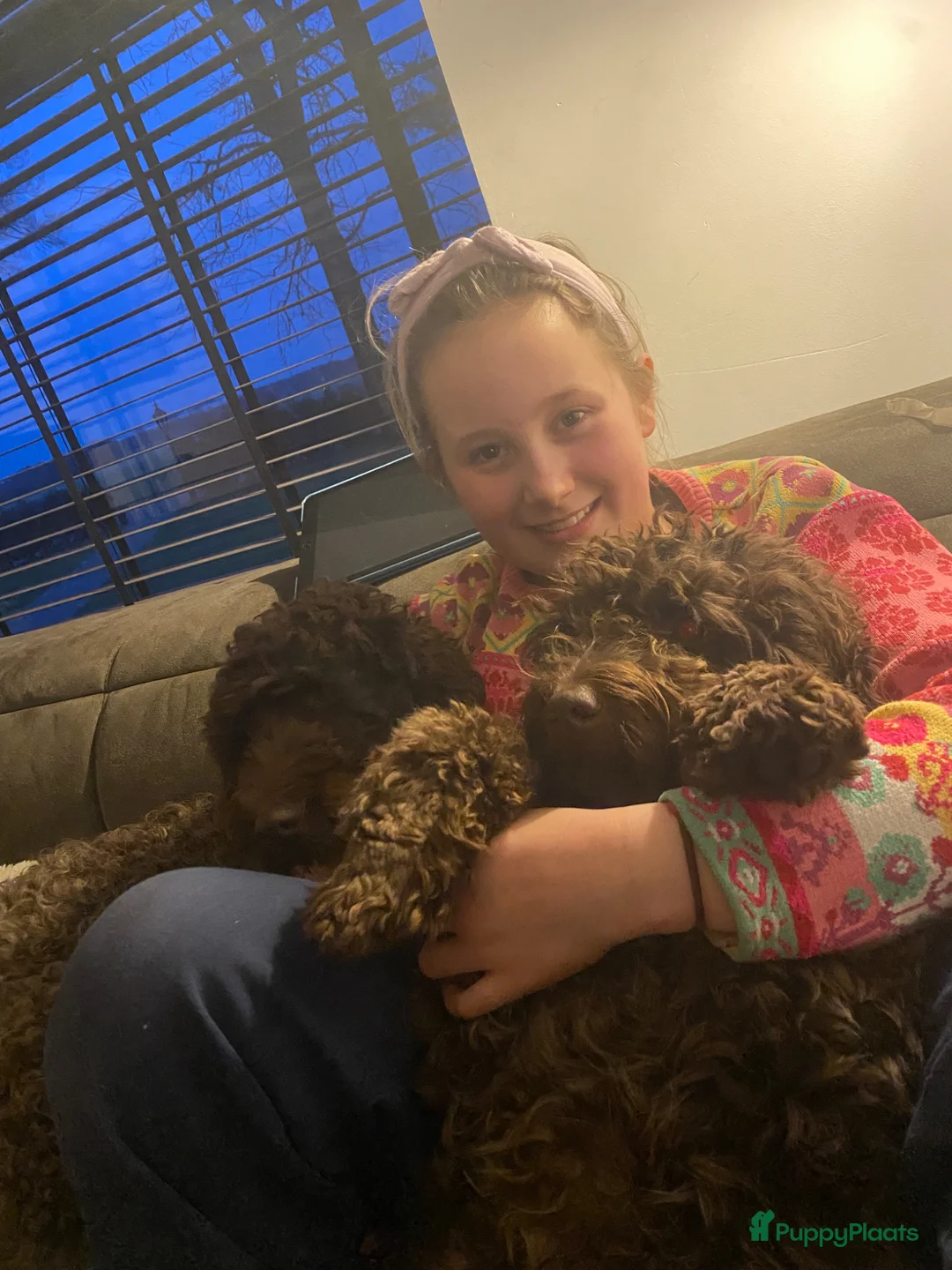 Australian Labradoodle honden te koop: Lief Medium Australian Labradoodle reutje - Advertentie 1