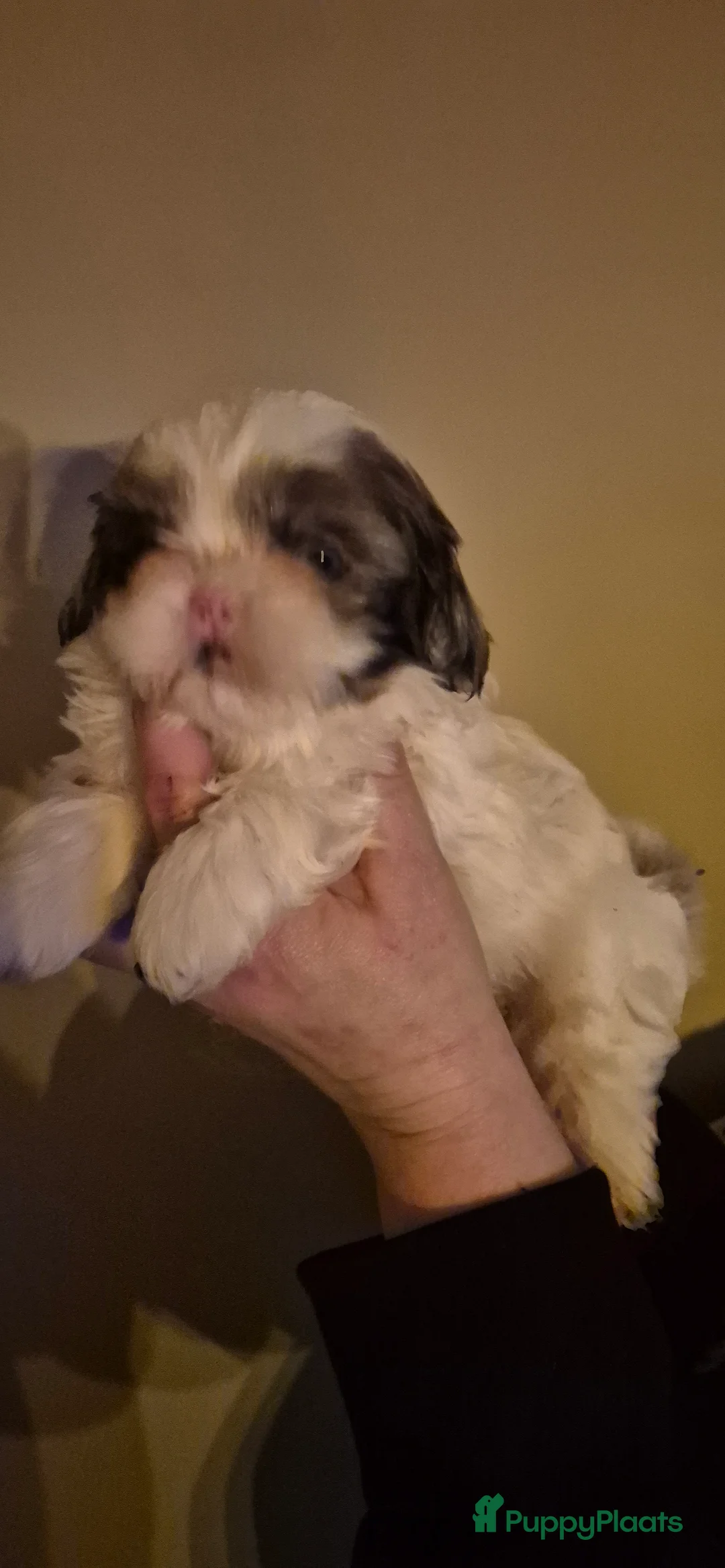 Shihpoo honden te koop: Shipoo pups  - Advertentie 5