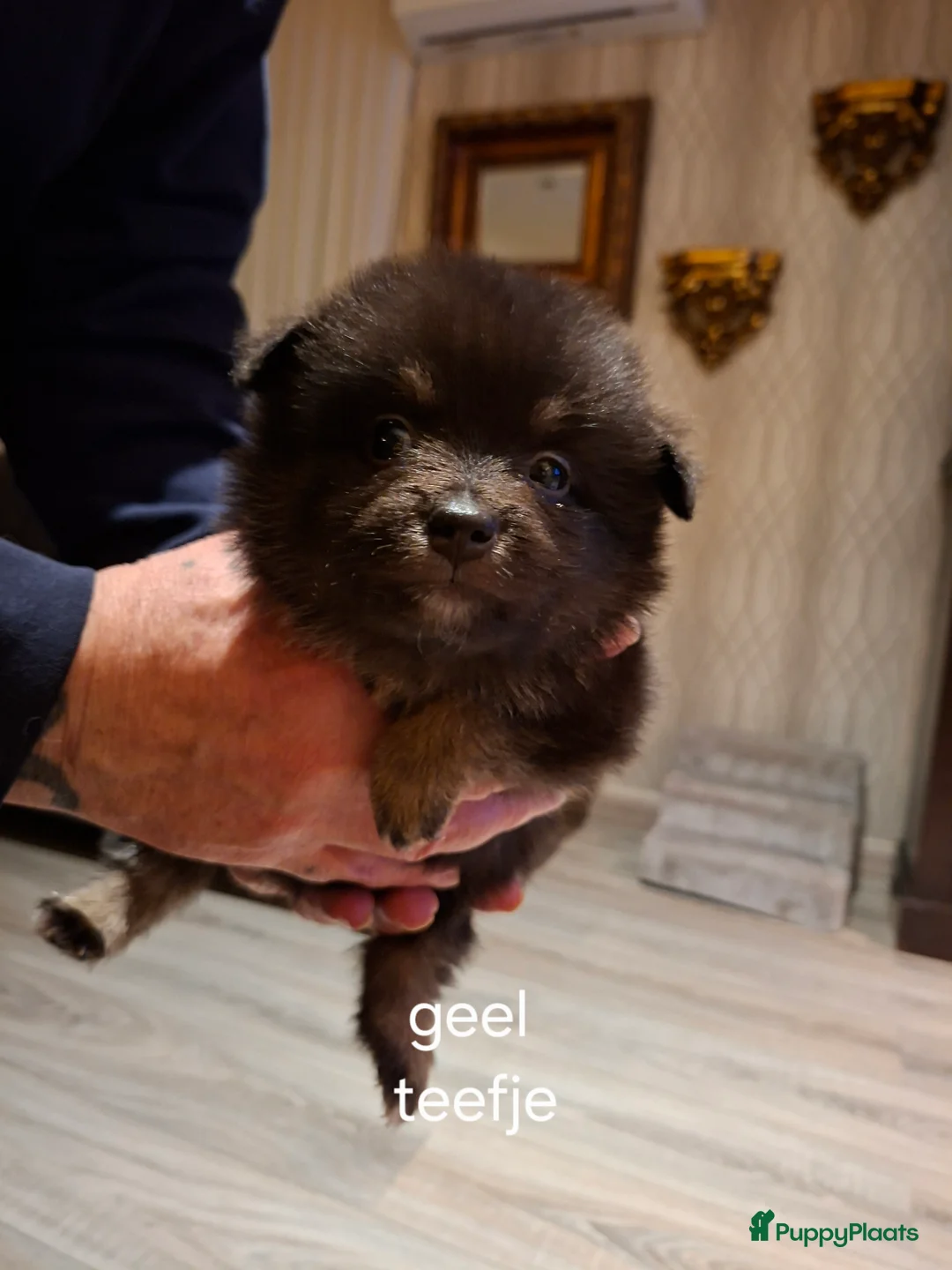 Pomeriaan honden te koop: Mooie pomeriaan  - Advertentie 2