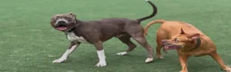 Kruising honden te koop: Red Nose Pitbull/Bully XL/stafford nest verwacht - Advertentie 6