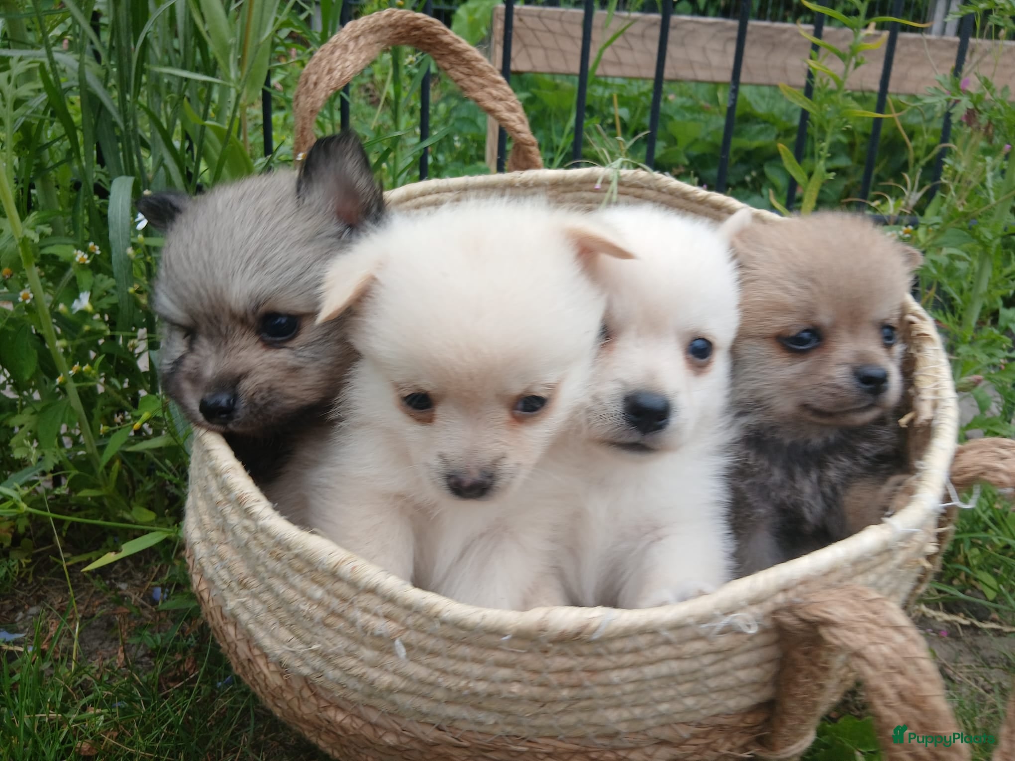 Pomchi honden Lieve pomchis - Advertentie 1