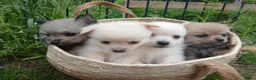 Pomchi honden te koop: Lieve pomchis - Advertentie 1
