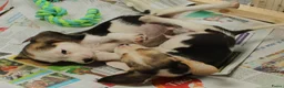Beagle honden te koop: Beagle pups met stamboom  - Advertentie 2