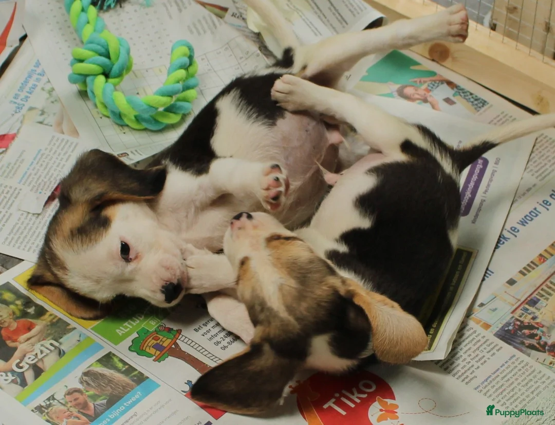 Beagle honden te koop: Beagle pups met stamboom  - Advertentie 2