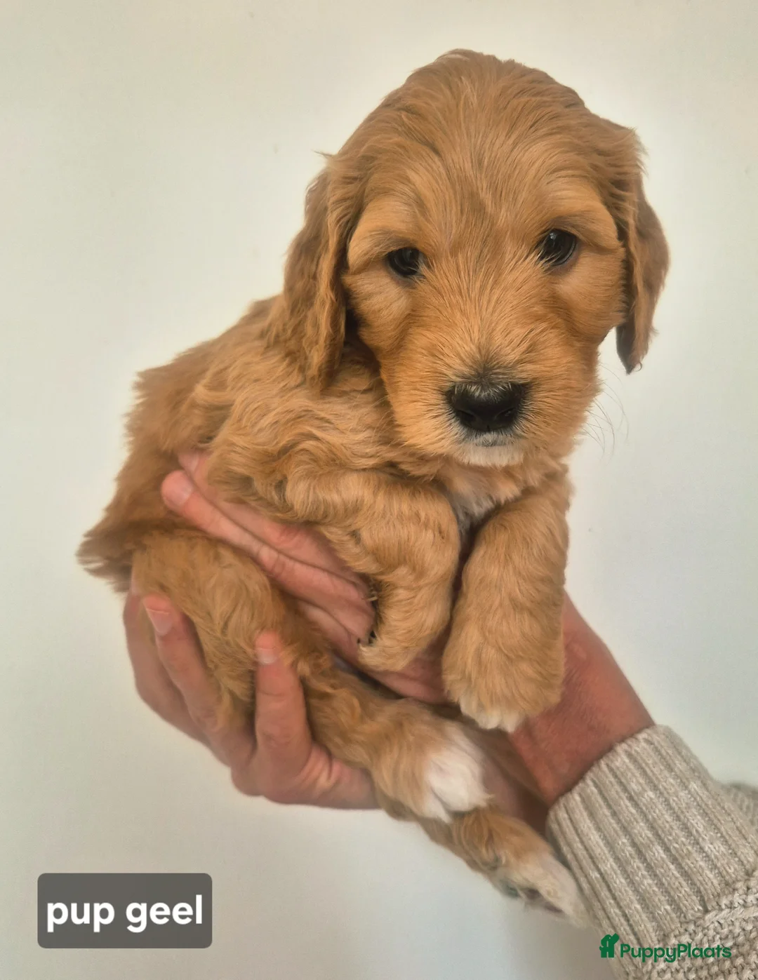 Labradoodle honden te koop: Labradoodle pups medium in Nuenen - Advertentie 1