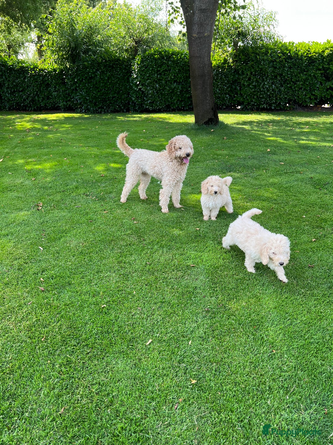 Labradoodle honden te koop: Mini Doodle (Dwergpoedel x Labradoodle) pups - Advertentie 27