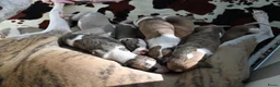Whippet honden te koop: Whippetpupjes - Advertentie 5
