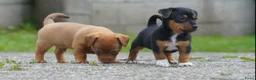 Jack Russel Terriër honden te koop: Stoere Jack Russel pups beschikbaar - Advertentie 30