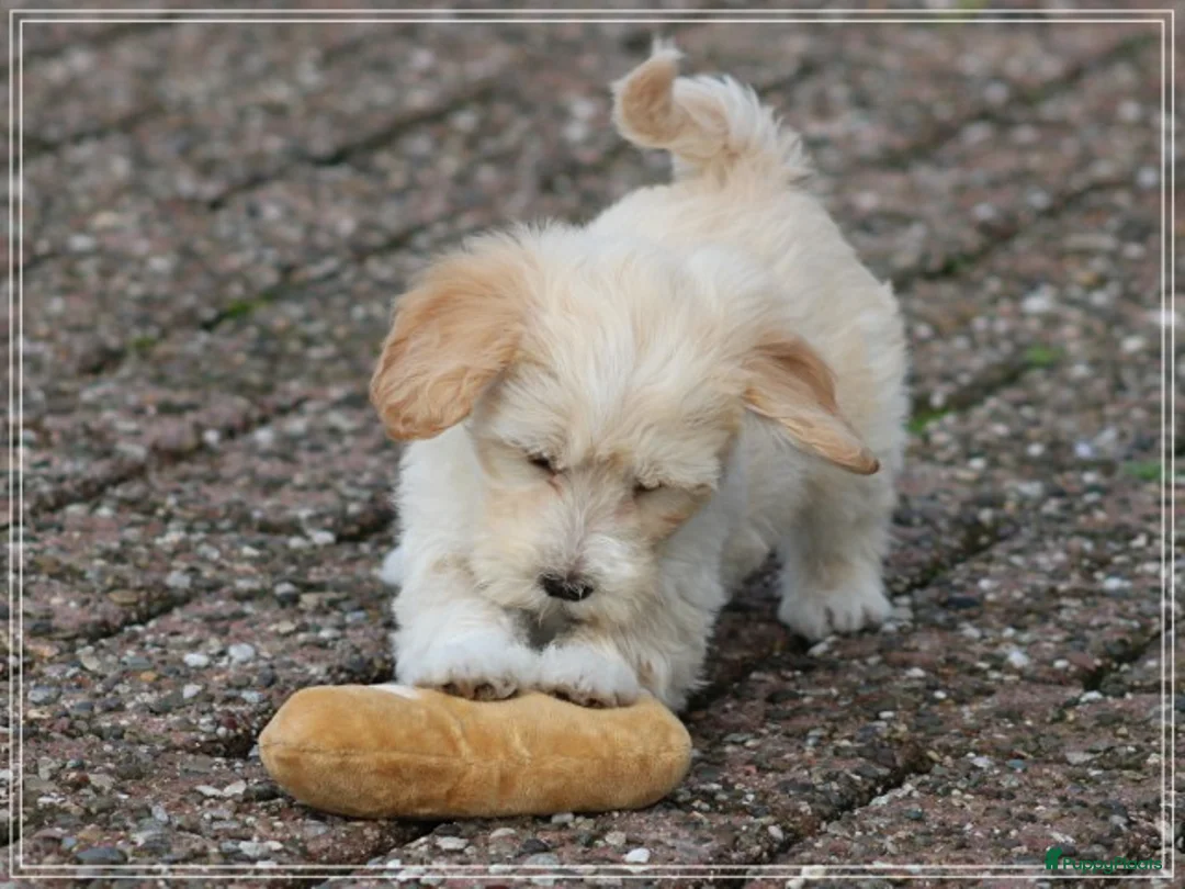 Maltipoo honden te koop: Leuke Maltipoo pups. - Advertentie 18