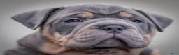 Amerikaanse Bully honden te koop: American Bully pocket pups verwacht  - Advertentie 6