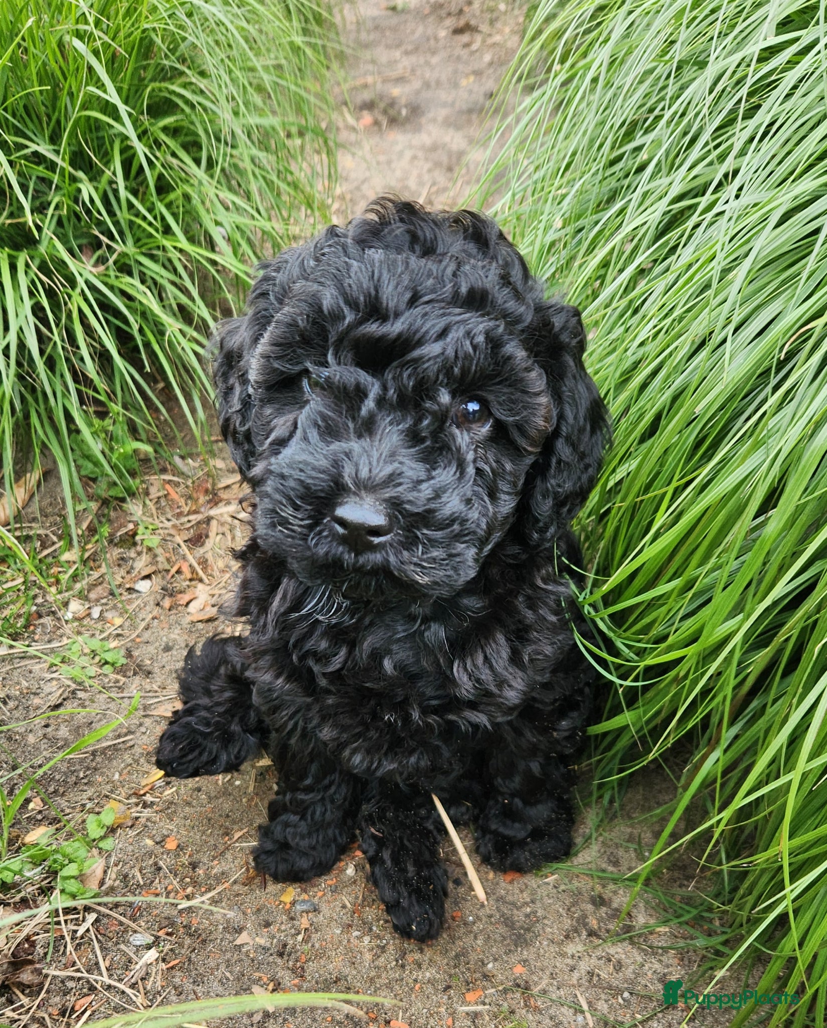 Labradoodle honden Hele mooie sheltiedoodle labradoodle pups - Advertentie 2