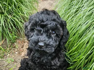 Labradoodle honden Hele mooie sheltiedoodle labradoodle pups - Advertentie 2
