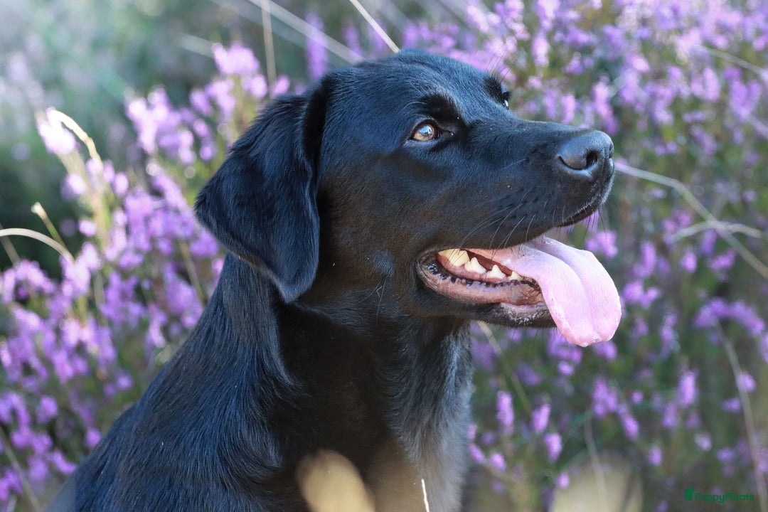 Labrador Retriever honden te koop: Labrador pups - Advertentie 10