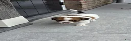 Kooikerhondje honden te koop: 3prachtige 100% zuivere kooiker reutjes aangeboden - Advertentie 2