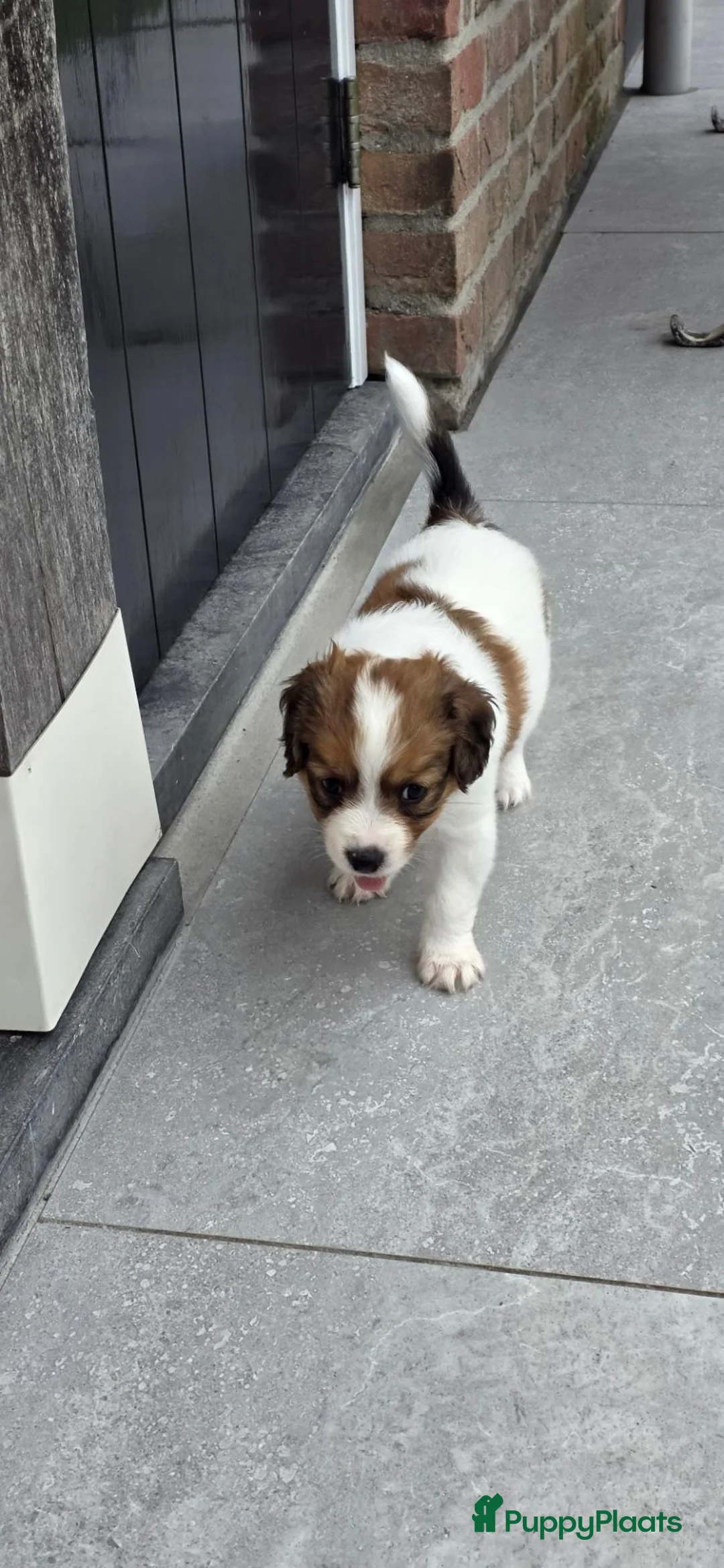 Kooikerhondje honden te koop: 3prachtige 100% zuivere kooiker reutjes aangeboden - Advertentie 2
