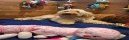 Kruising honden te koop: MINI Australian labradoodle pups - Advertentie 9