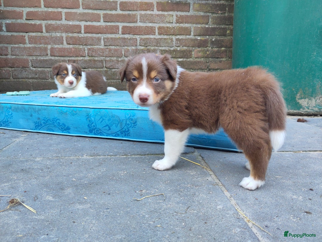 Australian Shepherd honden te koop: Australian Shepherd x Bordercollie pups in Linde - Afbeelding 7