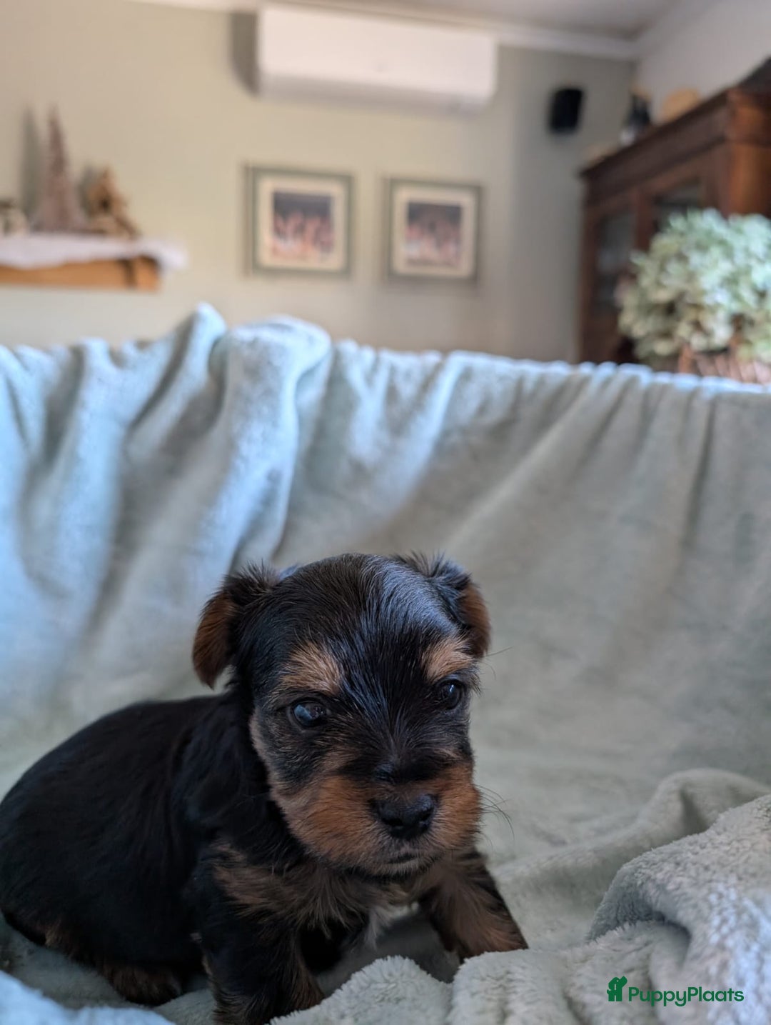 Kruising honden te koop: Biewer/Yorkshire pups - Advertentie 6