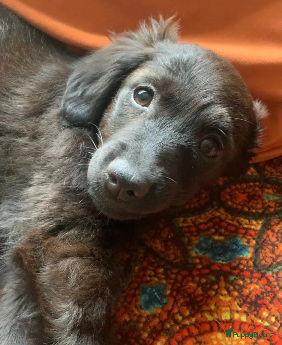 Kruising honden te koop: Mylo, allerliefste puppy 4 maanden  - Advertentie 2