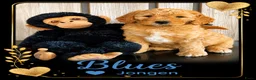 Australian Labradoodle honden te koop: Labradoodle Australian Multigen kleine medium pups in Epe - Advertentie 2