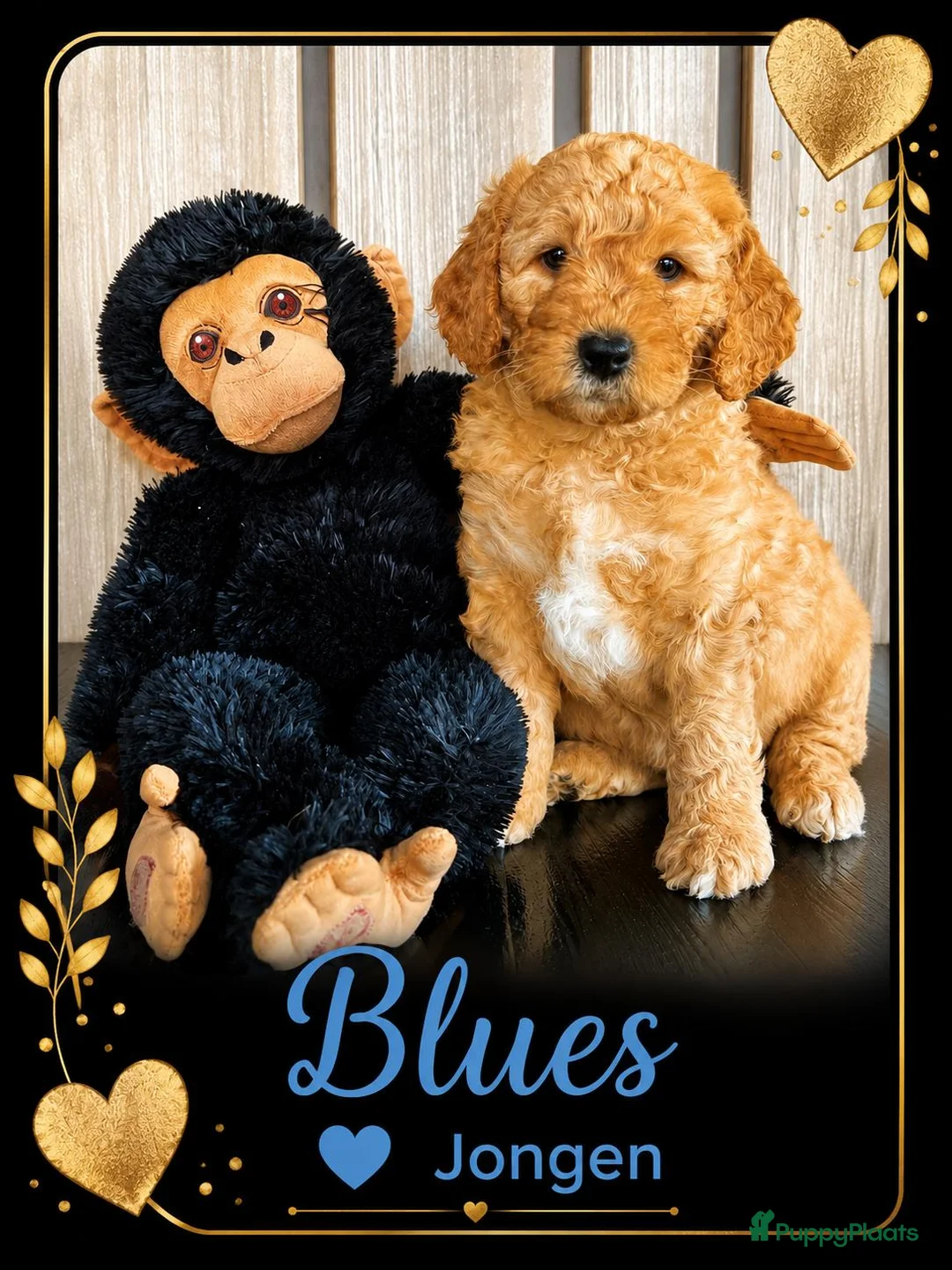 Australian Labradoodle honden te koop: Labradoodle Australian Multigen kleine medium pups in Epe - Advertentie 2