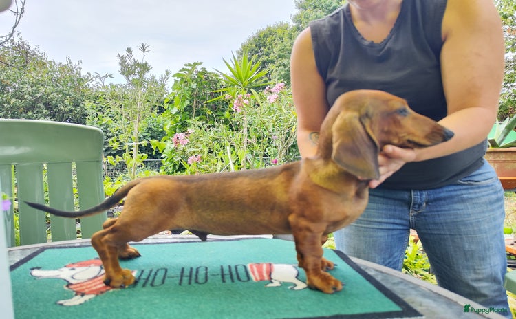 Teckel (korthaar)  honden - Advertentie 2
