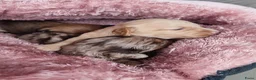 Kruising honden te koop: Doxiepoo pups. Mama toypoedel x papa dwergteckel  - Advertentie 10
