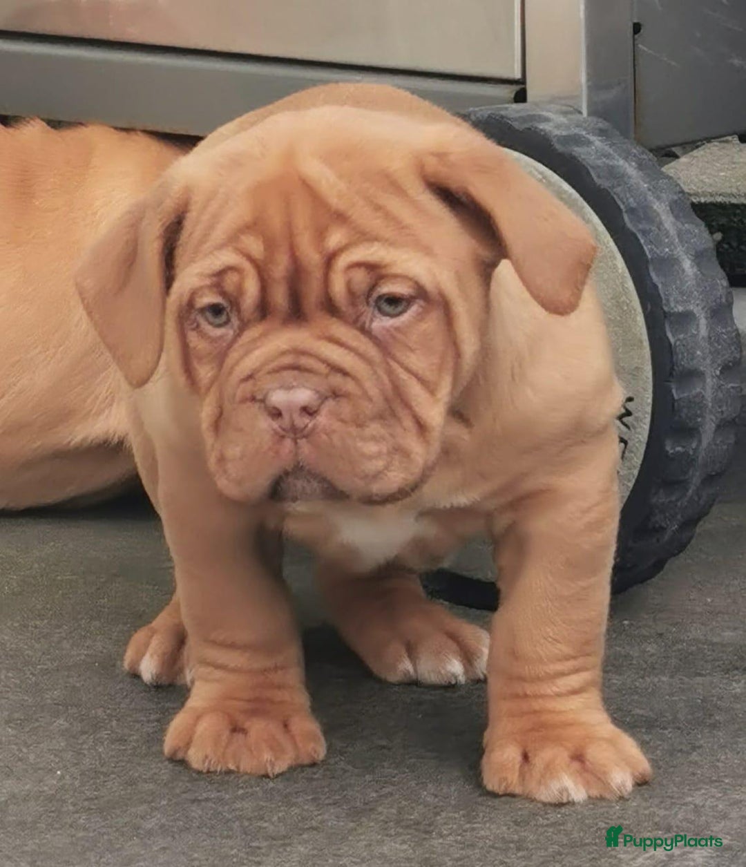 Bordeaux Dog honden te koop: Bordeaux dog Bordeauxdog pups  - Advertentie 6