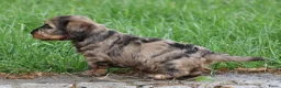 Ruwhaar Teckel honden te koop: Teckel pups ruwhaar - Advertentie 3