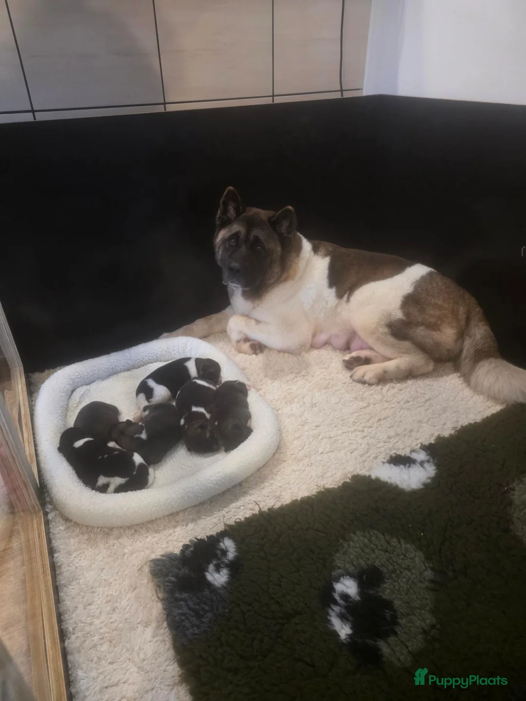 American Akita honden te koop: American Akita met stamboom - Advertentie 1