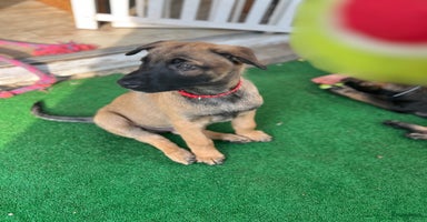 Mechelse Herder honden - Advertentie 9